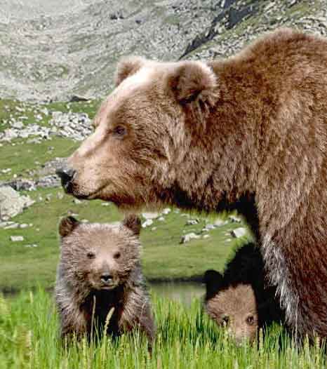 orsa con cuccioli